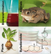 Graphical abstract: Bufadienolides and their antitumor activity