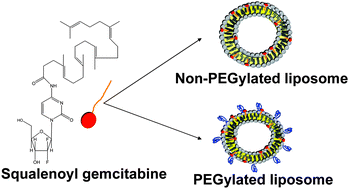 Graphical abstract: Liposomal squalenoyl-gemcitabine: formulation, characterization and anticancer activity evaluation