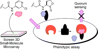 Graphical abstract: Discovery of a quorum sensing modulator pharmacophore by 3D small-molecule microarray screening