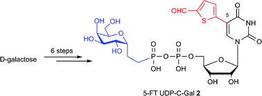 Graphical abstract: The first C-glycosidic analogue of a novel galactosyltransferase inhibitor