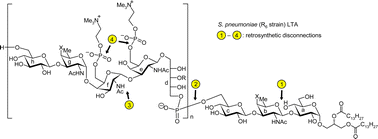 Graphical abstract: Chemical synthesis of bacterial lipoteichoic acids: An insight on its biological significance