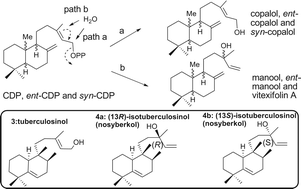 Graphical abstract: Substrate specificity of Rv3378c, an enzyme from Mycobacterium tuberculosis, and the inhibitory activity of the bicyclic diterpenoids against macrophage phagocytosis