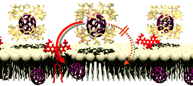 Graphical abstract: Formation and regulation of fullerene-incorporation in liposomes under the phase transition temperature