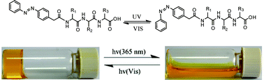 Graphical abstract: Supramolecular hydrogels based on short peptides linked with conformational switch