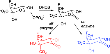 Graphical abstract: Fluorinated substrates result in variable leakage of a reaction intermediate during catalysis by dehydroquinate synthase