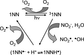 Graphical abstract: Photochemical and photosensitised reactions involving 1-nitronaphthalene and nitrite in aqueous solution