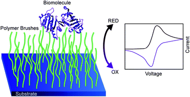 Graphical abstract: Polymer brushes for electrochemical biosensors