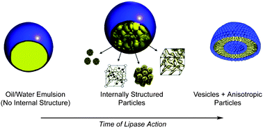 Graphical abstract: Transitions in the internal structure of lipid droplets during fat digestion