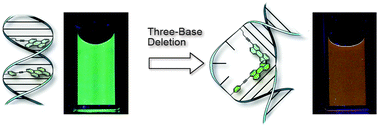 Graphical abstract: Detection of three-base deletion by exciplex formation with perylene derivatives