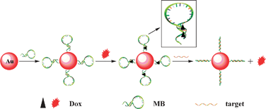Graphical abstract: A tumor mRNA-dependent gold nanoparticle–molecular beacon carrier for controlled drug release and intracellular imaging
