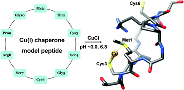Graphical abstract: NMR characterization of a Cu(i)-bound peptide model of copper metallochaperones: Insights on the role of methionine