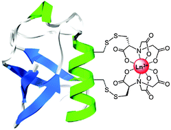 Graphical abstract: Engineering of a bis-chelator motif into a protein α-helix for rigid lanthanide binding and paramagnetic NMR spectroscopy