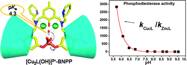 Graphical abstract: Unexpected phosphodiesterase activity at low pH of a dinuclear copper–β-cyclodextrin complex