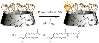 Graphical abstract: Mono-acylation of a polyamine-β-cyclodextrin based on guest mediated acyl migration