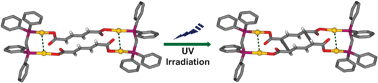 Graphical abstract: Photoreactive gold(i) macrocycles with diphosphine and trans,trans-muconate ligands