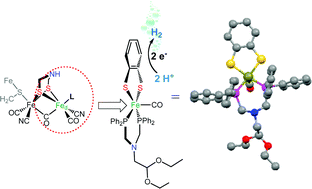 Graphical abstract: Pentacoordinate iron complexes as functional models of the distal iron in [FeFe] hydrogenases