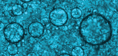 Graphical abstract: Designs for life: protocell models in the laboratory