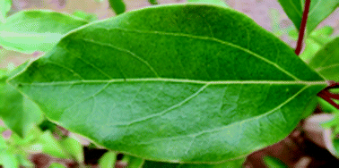 Graphical abstract: Impact of elevated O3 on visible foliar symptom, growth and biomass of Cinnamomum camphora seedlings under different nitrogen loads