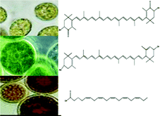 Graphical abstract: Protective actions of microalgae against endogenous and exogenous advanced glycation endproducts (AGEs) in human retinal pigment epithelial cells