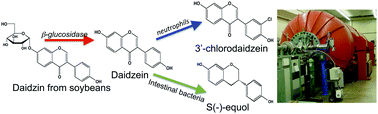 Graphical abstract: The metabolism and analysis of isoflavones and other dietary polyphenols in foods and biological systems