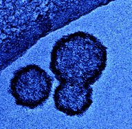 Graphical abstract: Self-assembly of calcium phosphate nanoparticles into hollow spheres induced by dissolved amino acids