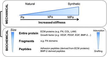 Graphical abstract: A material's point of view on recent developments of polymeric biomaterials: control of mechanical and biochemical properties