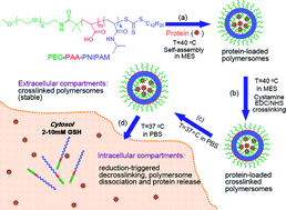 Graphical abstract: Reduction and temperature dual-responsive crosslinked polymersomes for targeted intracellular protein delivery