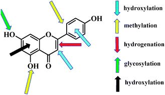 Graphical abstract: Interaction of natural polyphenols with α-amylase in vitro: molecular property–affinity relationship aspect