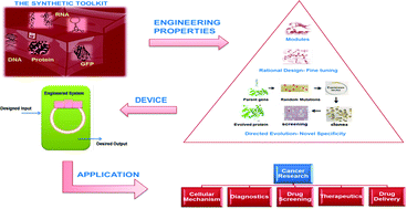 Graphical abstract: Translating cancer research by synthetic biology