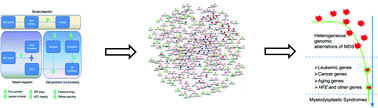 Graphical abstract: The network properties of myelodysplastic syndromes pathogenesis revealed by an integrative systems biological method