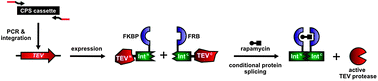 Graphical abstract: An intein-cassette integration approach used for the generation of a split TEV protease activated by conditional protein splicing