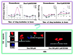 Graphical abstract: Glucocorticoid receptors take part in the apoptotic process of human lens epithelial cells, but the glucocorticoid receptor antagonist RU486 does not rescue the cells fully