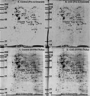 Graphical abstract: Calcium oxalate dihydrate crystal induced changes in glycoproteome of distal renal tubular epithelial cells