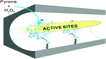 Graphical abstract: Site-specific immobilization of cytochrome c on mesoporous silica through metal affinity adsorption to enhance activity and stability