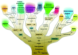 Graphical abstract: Plant volatiles: Production, function and pharmacology