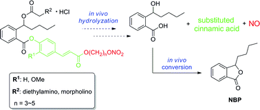 Graphical abstract: Design, synthesis and evaluation of nitric oxide releasing derivatives of 3-n-butylphthalide as antiplatelet and antithrombotic agents