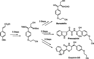 Graphical abstract: Asymmetric first total syntheses and assignment of absolute configuration of oxazinin-5, oxazinin-6 and preoxazinin-7
