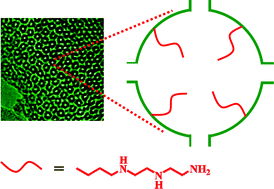 Graphical abstract: Multi-amine-functionalized cubic Fd [[3 with combining macron]] m mesoporous silica by an anionic surfactant templating route