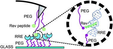 Graphical abstract: Force spectroscopy of Rev-peptide–RRE interaction from HIV-1