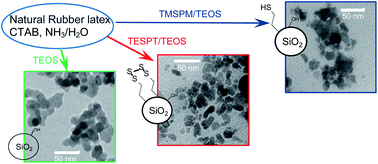 Graphical abstract: Rubber–silica nanocomposites obtained by in situ sol–gel method: particle shape influence on the filler–filler and filler–rubber interactions