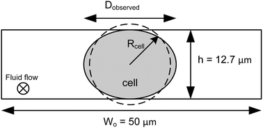 Graphical abstract: Method for measurement of friction forces on single cells in microfluidic devices