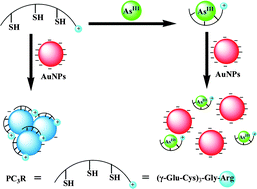 Graphical abstract: Simple, rapid and label-free colorimetric assay for arsenic based on unmodified gold nanoparticles and a phytochelatin-like peptide