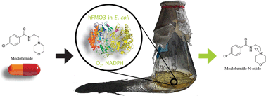 Graphical abstract: Expression of recombinant human flavin monooxygenase and moclobemide-N-oxide synthesis on multi-mg scale