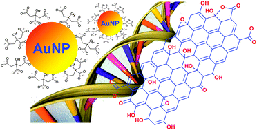 Graphical abstract: Adsorption of DNA onto gold nanoparticles and graphene oxide: surface science and applications