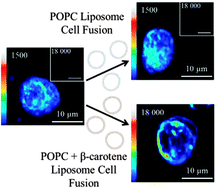 Graphical abstract: Carotenoid based bio-compatible labels for third harmonic generation microscopy