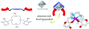 Graphical abstract: Preorganizing binding side-arms on a cyclen scaffold: the choice of a suitable metal ion