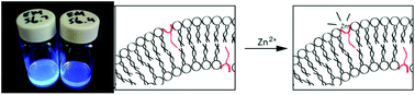 Graphical abstract: Zinc coordination to the bapbpy ligand in homogeneous solutions and at liposomes: zinc detection via fluorescence enhancement