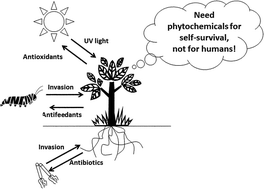 Graphical abstract: Target molecules of food phytochemicals: Food science bound for the next dimension
