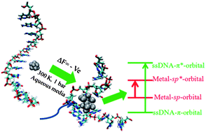 Graphical abstract: Computational studies on structural and optical properties of single-stranded DNA encapsulated silver/gold clusters