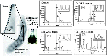 Graphical abstract: Highest levels of Cu, Mn and Co doped into nanomagnetic magnetosomes through optimized biomineralisation
